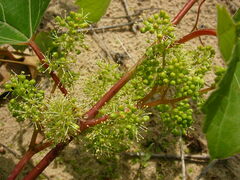 Vitis riparia