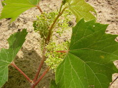 Vitis riparia