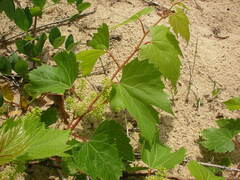 Vitis riparia