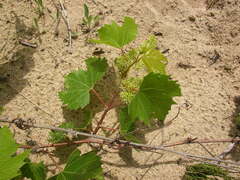 Vitis riparia