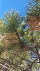 Pinus teocote