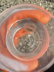 Pericelis hymanae