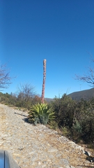 Agave gentryi