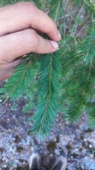 Abies vejarii