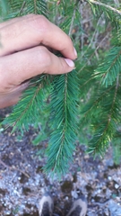 Abies vejarii