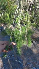 Abies vejarii