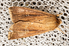 Ichneutica sapiens