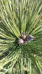 Pinus hartwegii