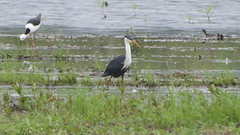 Egretta picata