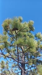 Pinus hartwegii