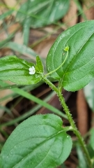 Hackelia latifolia