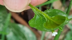 Hackelia latifolia