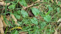Hackelia latifolia