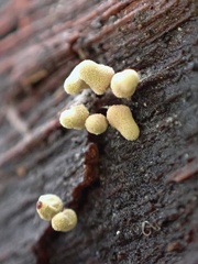 Arcyria obvelata