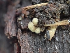 Arcyria obvelata