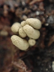 Arcyria obvelata