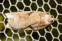 Leucotenes coprosmae