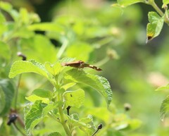 Netrocoryne repanda