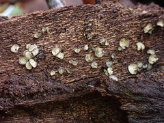 Mollisiaceae