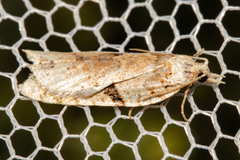 Leucotenes coprosmae