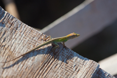 Anolis callainus