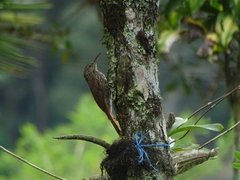 Lepidocolaptes souleyetii