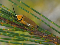 Ellipsidion humerale