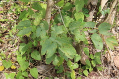 Bauhinia variegata