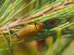 Ellipsidion humerale