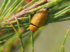 Ellipsidion humerale