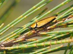 Ellipsidion humerale