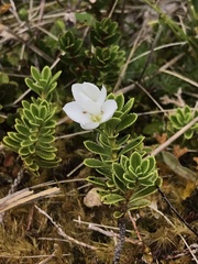 Veronica macrantha