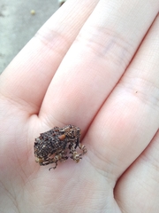 Ectatorhinus adamsii