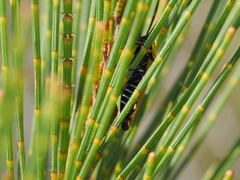 Ellipsidion humerale