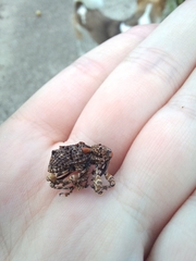 Ectatorhinus adamsii