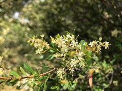 Bursaria spinosa spinosa