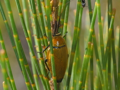 Ellipsidion humerale