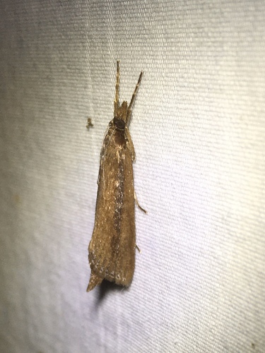 Reed-boring Crambid Moth photo 4