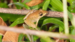 Craugastor fitzingeri