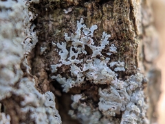 Physcia americana