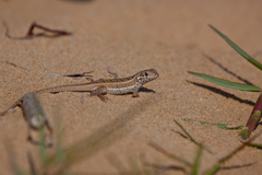 Leiocephalus personatus