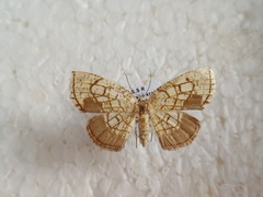 Cabera griseolimbata