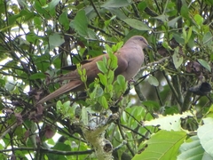 Patagioenas subvinacea