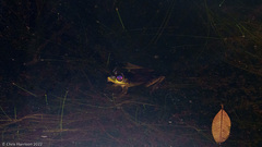 Lithobates vaillanti