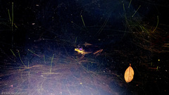 Lithobates vaillanti