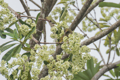 Arachnothera chrysogenys chrysogenys