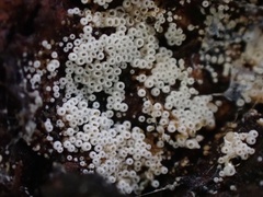 Henningsomyces