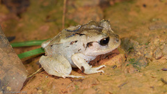 Craugastor megacephalus