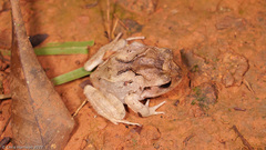 Craugastor megacephalus