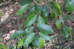 Syzygium cumini